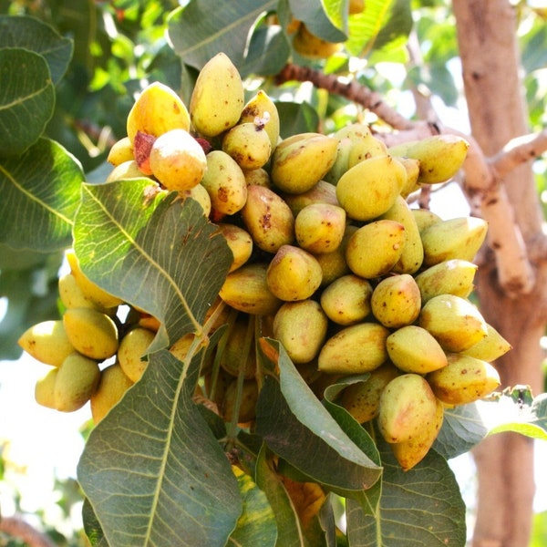 Pistachio Tree Seeds | Pistacia Vera Green Pista Pistache Persian Fruit Drupe Cashew Perennial Nut Trees Seed For 2024 Season Fast Shipping