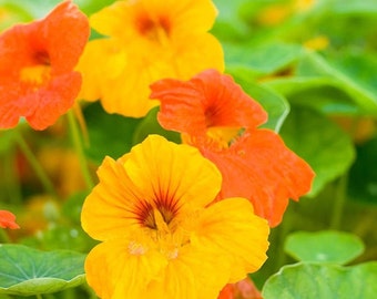 50 Nasturtium Trailing Mix Seeds Non-GMO Free Shipping