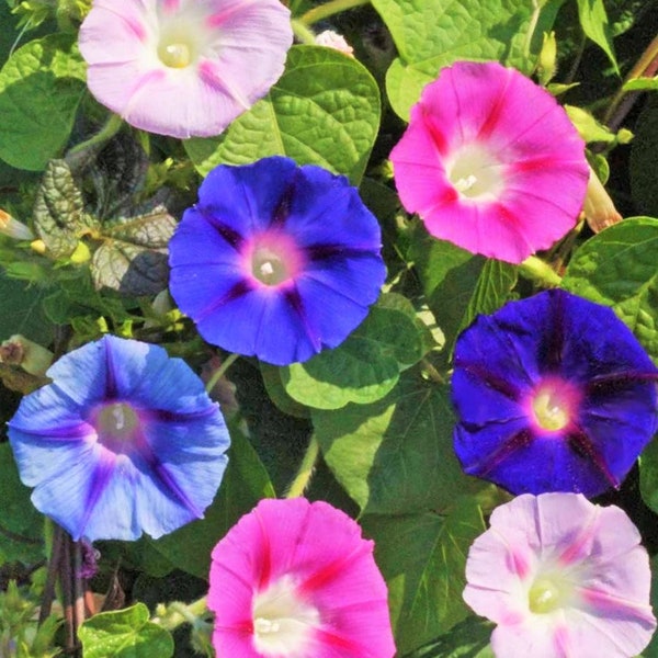 Morning Glory Tall Mix Seeds | Ipomoea Purpurea Multi Color Variety Blue Pink Purple White Flower Seed Non GMO For 2024 Season Fast Shipping