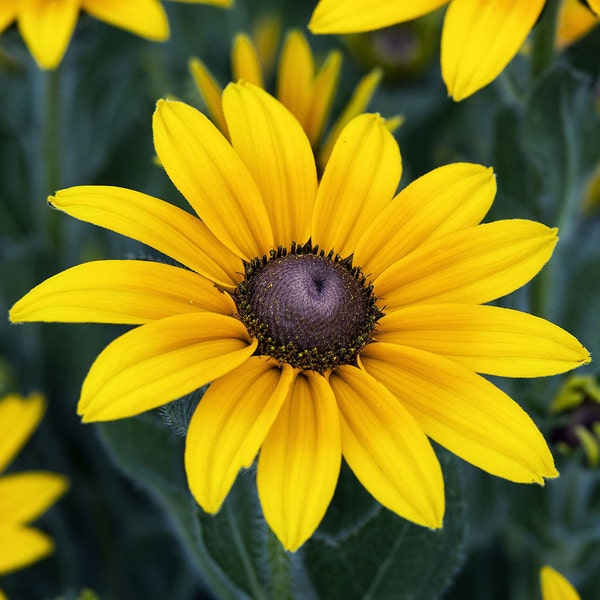 Black Eyed Susan Flower Seeds | USA Garden Big Sunflower Sun Flower Indian Summer Yellow Seed for Non GMO Heirloom 2024 Season Fast Shipping