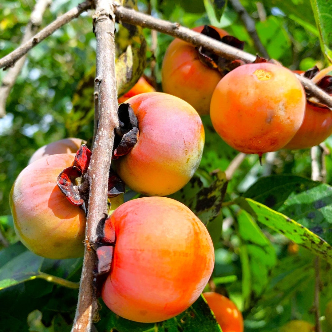 American Persimmon Tree Seeds Diospyros Virginiana Common Eastern