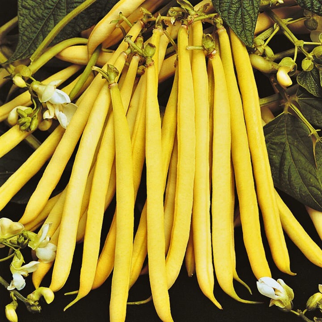 Pencil Pod Yellow Wax Bean Seeds Heirloom Non GMO Easy Growing Butter