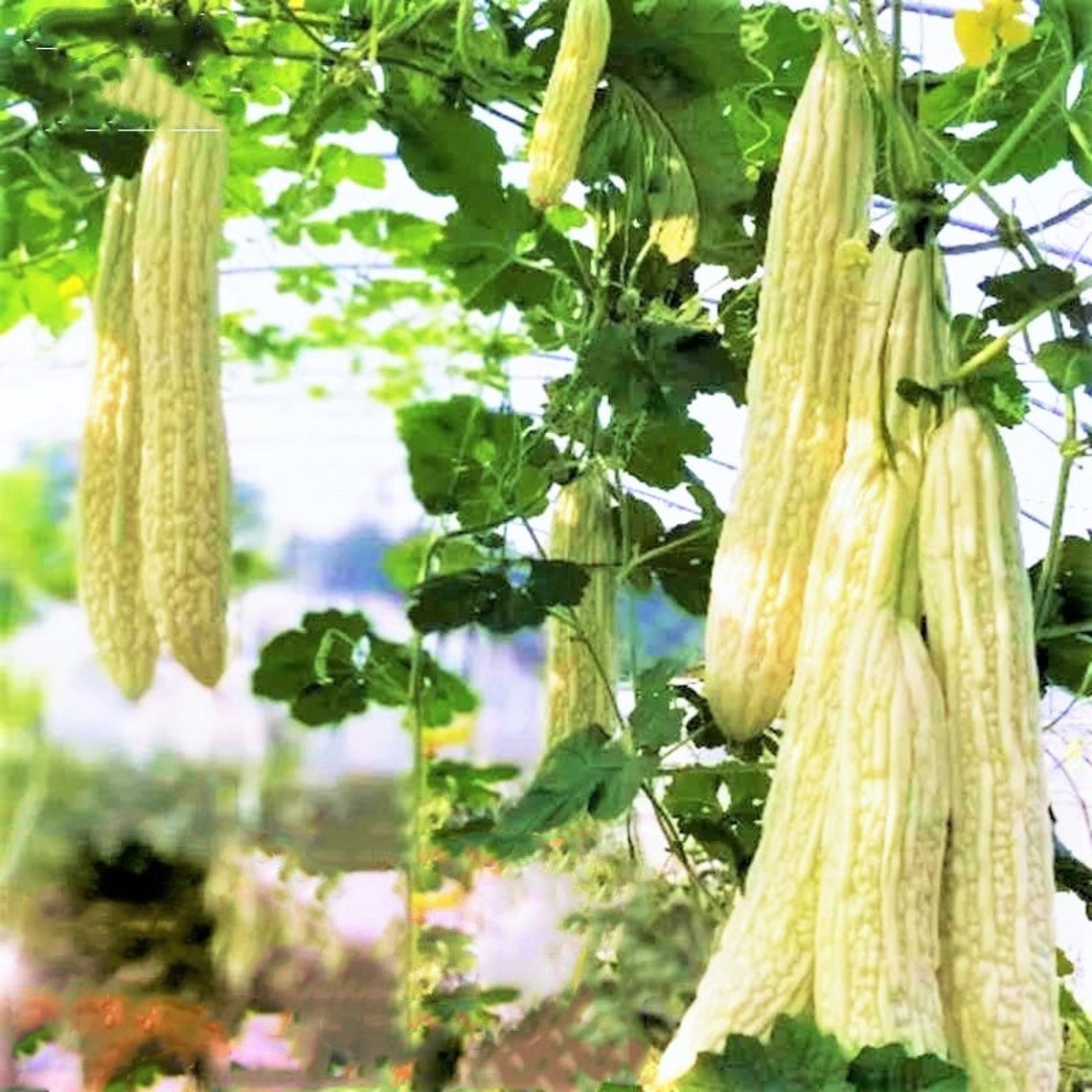 White Pearl Bitter Melon Seeds Rare Hybrid Chinese Bitter Etsy