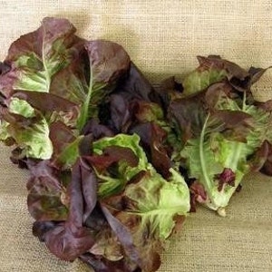 Rubinrote Kopfsalat Samen Non GMO Heirloom Rouge Bronze Lose Blatt Romaine Garten Gemüse Spinat Grüner Salat Samen 2024 Schnelle Lieferung Bild 2