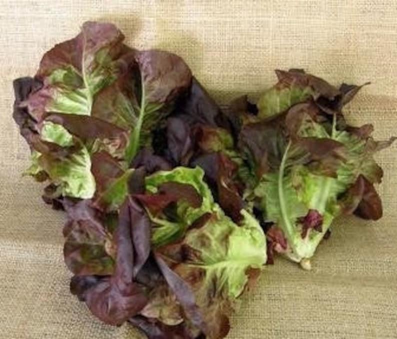 Rubinrote Kopfsalat Samen Non GMO Heirloom Rouge Bronze Lose Blatt Romaine Garten Gemüse Spinat Grüner Salat Samen 2024 Schnelle Lieferung Bild 2