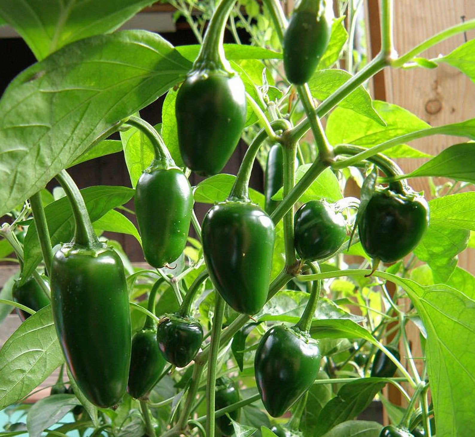 Jalapeno M Pepper Seeds USA Medium Hot Jalapenos Spicy Etsy