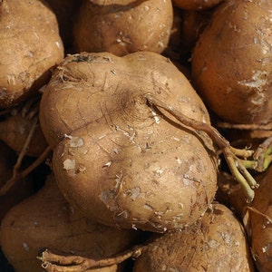 True Jicama Seeds | NonGMO Heirloom USA Garden Vegetable Common Yam Bean Root Potato Turnip Asian Mexican Seed For 2024 Season Fast Shipping