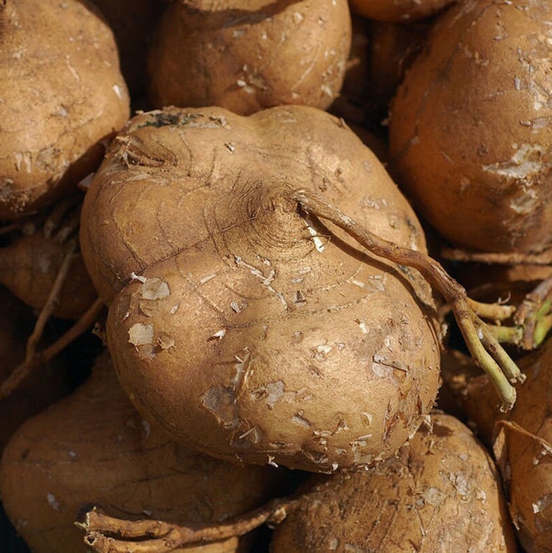 True Jicama Seeds NonGMO Heirloom USA Garden Vegetable Common Yam Bean Root Potato Turnip Asian Mexican Seed For 2024 Season Fast Shipping image 1