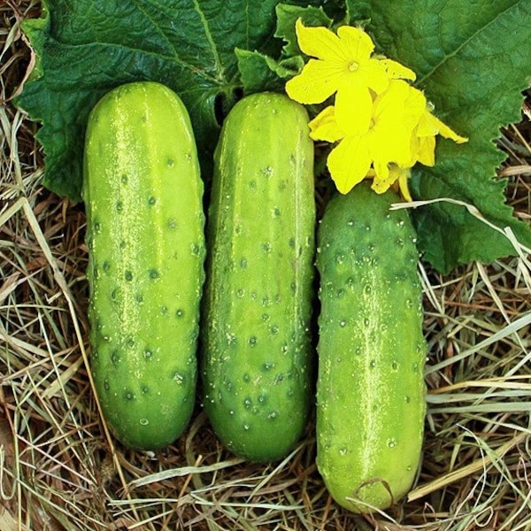 Wisconsin SMR58 Pickling Cucumber Seeds | Mosaic Virus Resistant Top Producer Gherkins Vegetable Seed Heirloom Fresh For 2024 Fast Shipping
