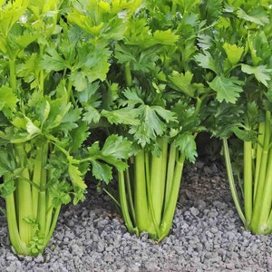 Tall Utah Celery Seeds | Apium graveolens Non GMO Heirloom Leaf Herbs Root Celeriac USA Garden Vegetable Seed For 2024 Season Fast Shipping