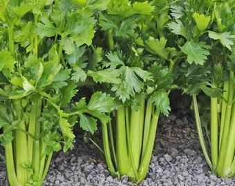 Tall Utah Celery Seeds | Apium graveolens Non GMO Heirloom Leaf Herbs Root Celeriac USA Garden Vegetable Seed For 2024 Season Fast Shipping