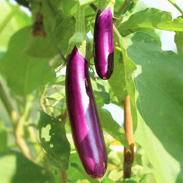 Italian Eggplant -  Norway
