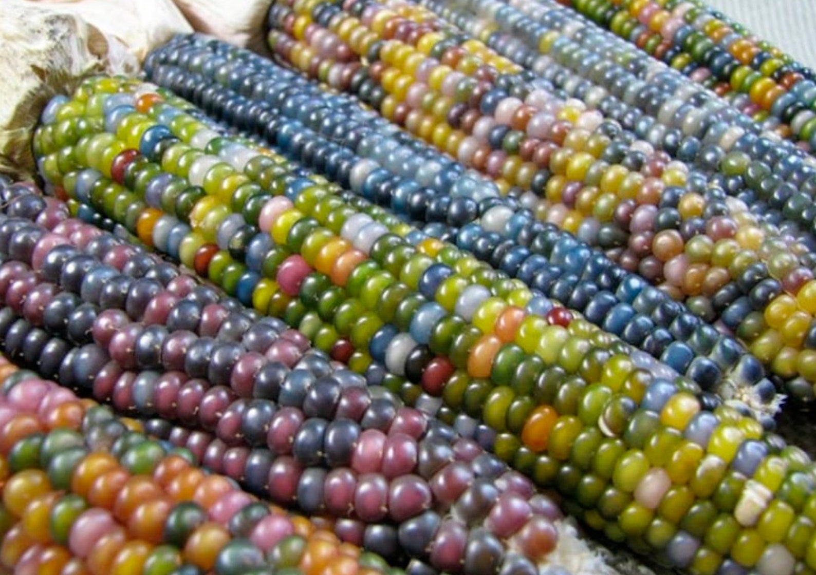 Glass Gem Ornamental Corn Seeds organic Multi Colored Etsy