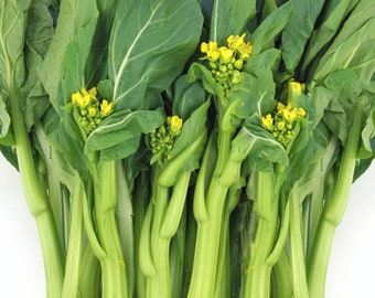 Yu Choy Sum Seeds | 70D Improved Green Flowering Cabbage Bok Choy Chinese Broccoli Caitai Asian Vegetable Seed For 2024 Season Fast Shipping
