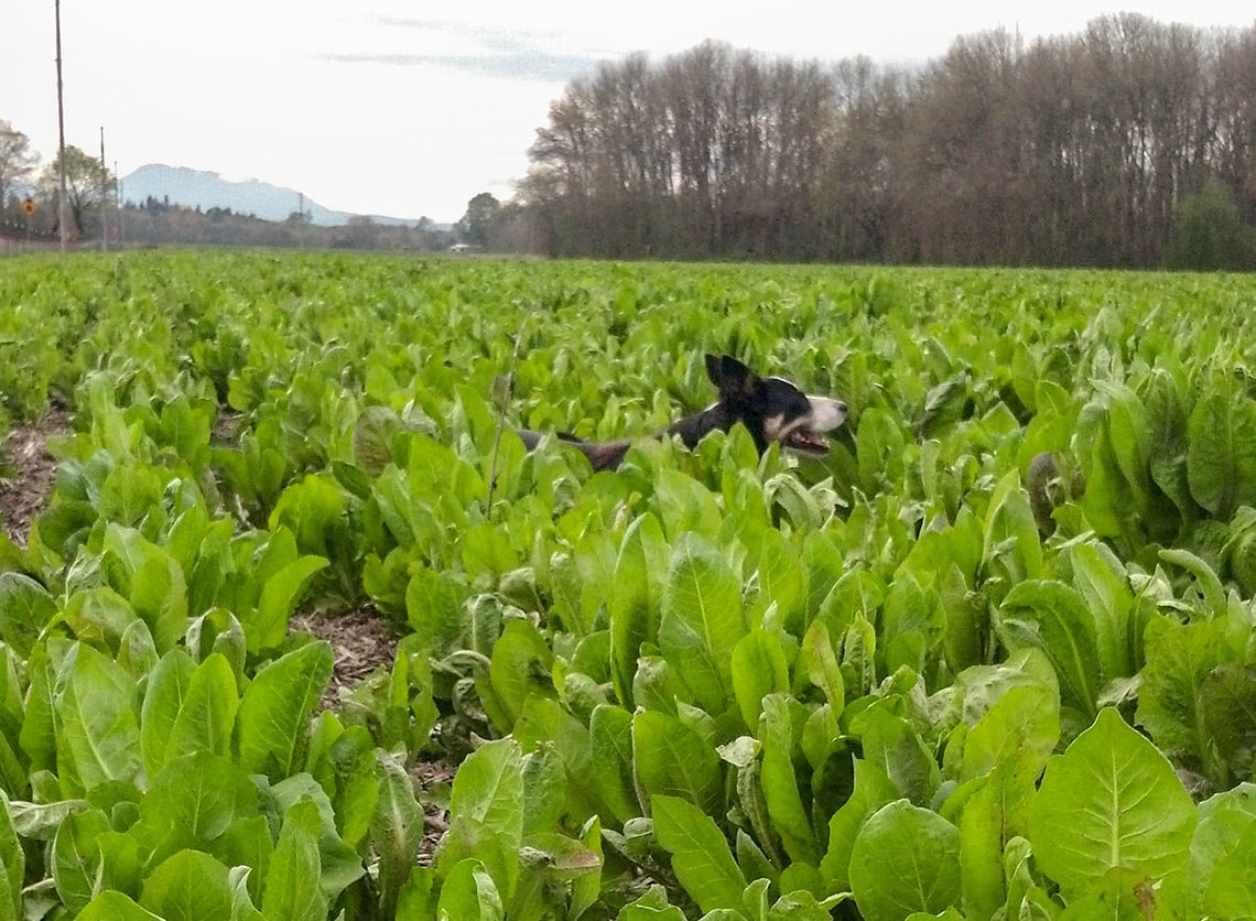 African Cabbage Seeds USA Organic Cover Crop Ethiopian Green Etsy