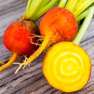 Golden Detroit Beet Seeds | Yellow Beets Orange Beetroot Gold Sunset Turnips Non GMO Heirloom Root Vegetable Seed 2024 Season Free Shipping