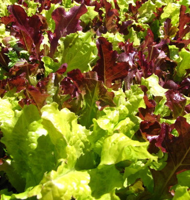 Gourmet Mix Lettuce Greens Seeds Garden Vegetable Spring