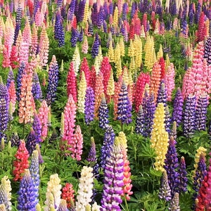 Russell Mix Lupine Seeds | Lupinus Rainbow Lupin Large Leaf Bluebonnet Cold Hardy Perennial Garden Flower Seed For 2024 Season Fast Shipping