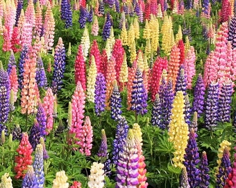 Graines de lupin Russell Mix | Lupinus lupin arc-en-ciel grande feuille Bluebonnet graines de fleurs de jardin vivaces résistantes au froid pour la saison 2024 expédition rapide