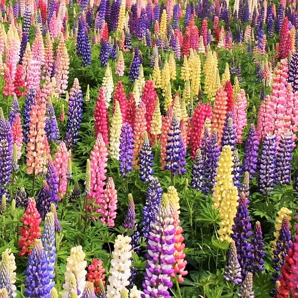 Russell Mix Lupine Seeds | Lupinus Rainbow Lupin Large Leaf Bluebonnet Cold Hardy Perennial Garden Flower Seed For 2024 Season Fast Shipping