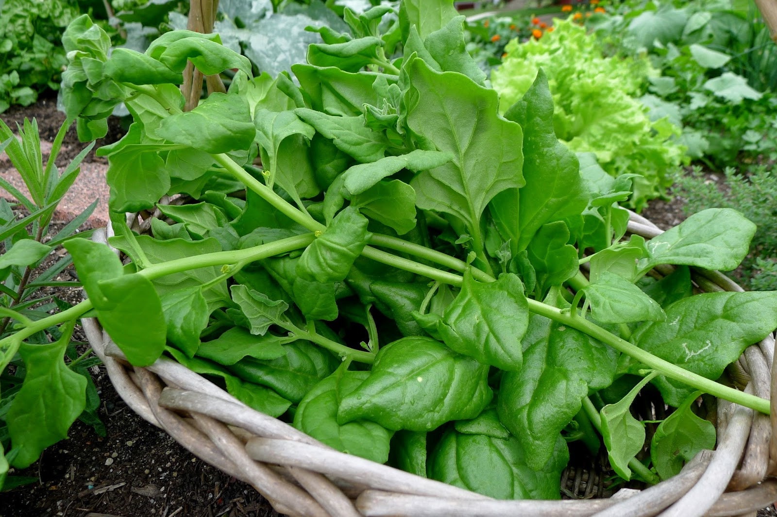 New Zealand Spinach Seeds USA Organic Non GMO Garden Hot Etsy