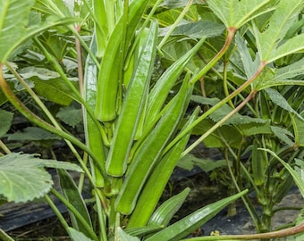 Clemson Spineless Okra Seeds | Natural Non GMO Heirloom USA Southern Ochro Okro Bamia Garden Asian Vegetable Seed 2024 Season Fast Shipping