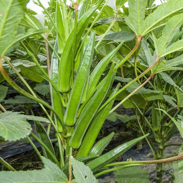 Clemson Spineless Okra Seeds | Natural Non GMO Heirloom USA Southern Ochro Okro Bamia Garden Asian Vegetable Seed 2024 Season Fast Shipping