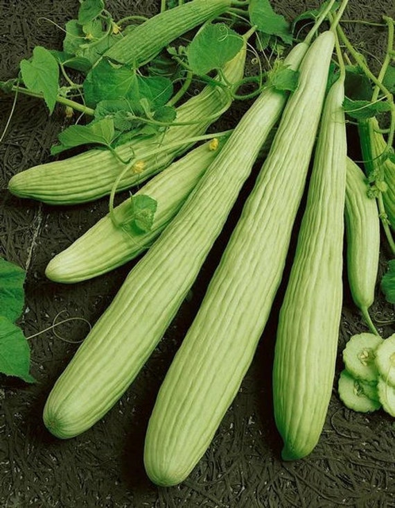 Armenian Cucumber Seeds Yard Long Serpent Snake Melon Pale Etsy