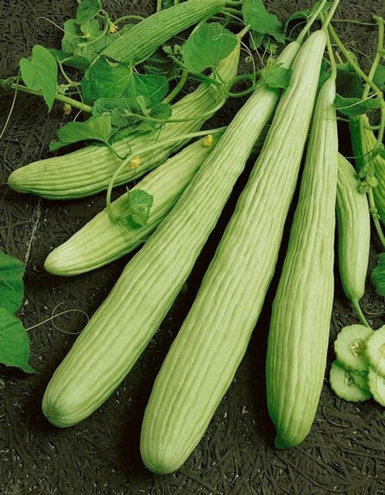 Armenian Cucumber Seeds Yard Long Serpent Snake Melon Pale Green Wild Kakri Metki Chanbar Asian Vegetable Seed Fresh 2024 Fast Shipping image 1