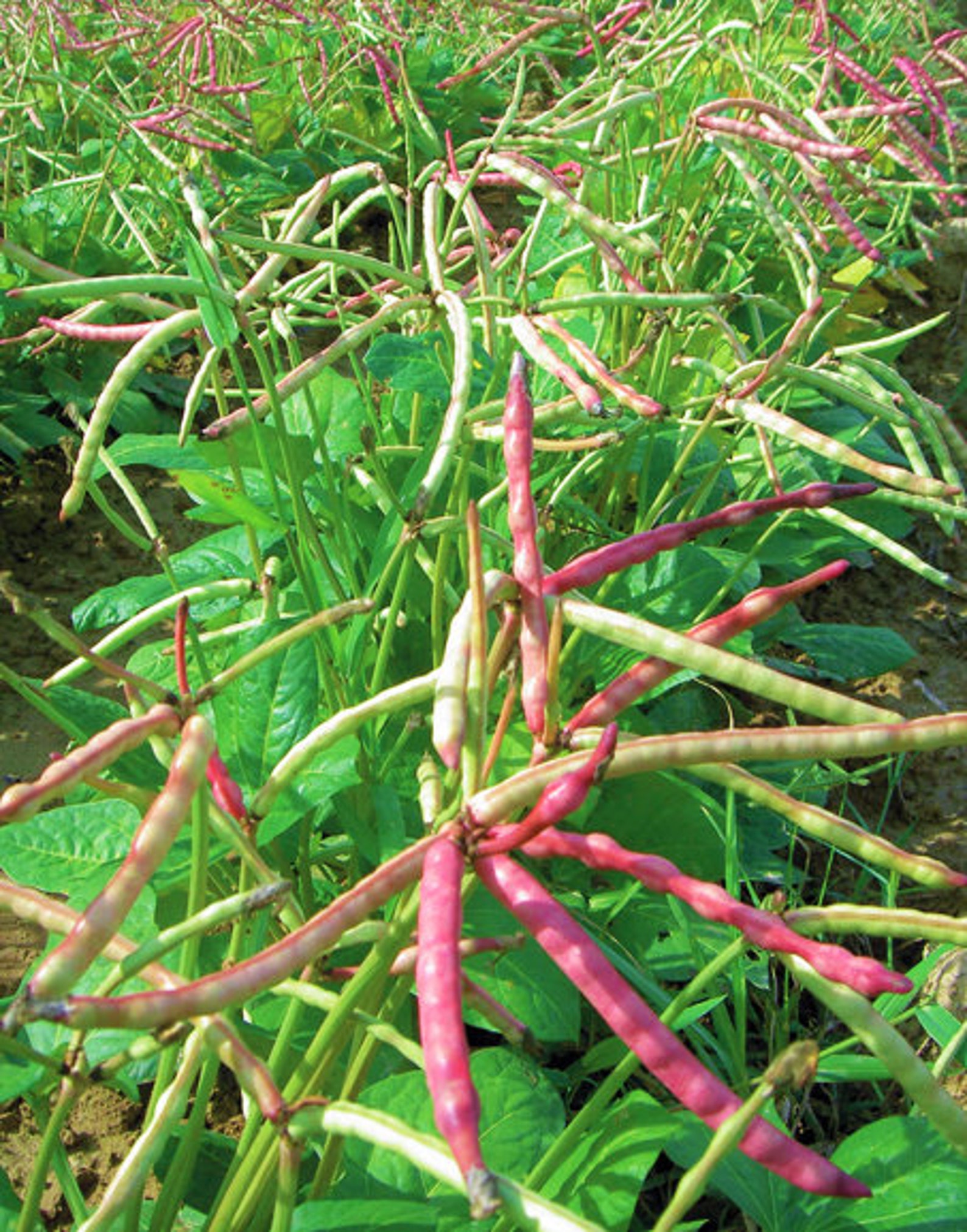 Mississippi Purple Cowpea Brown Crowder Pea Seeds Etsy