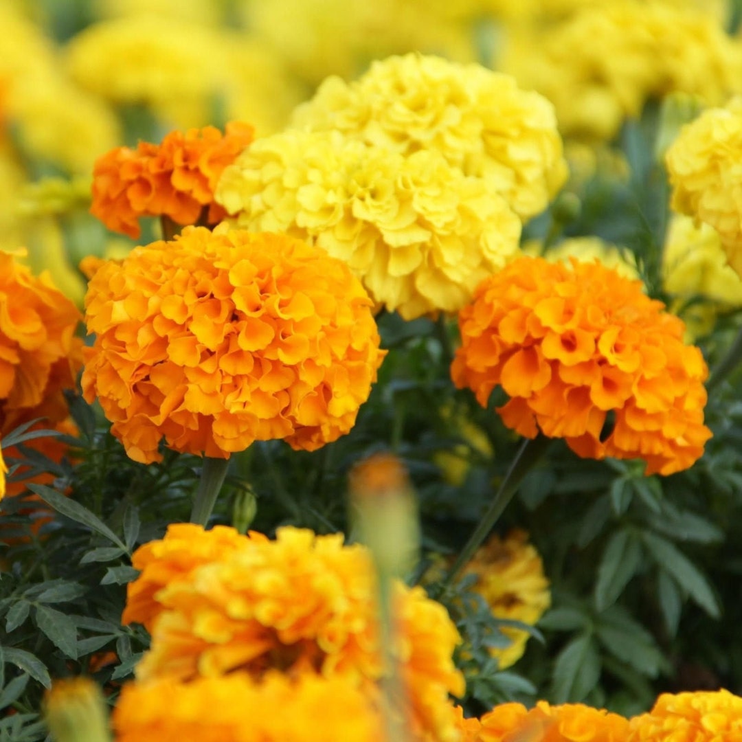 Cracker Jack African Marigold Seeds USA Garden Flower Deer Resistant