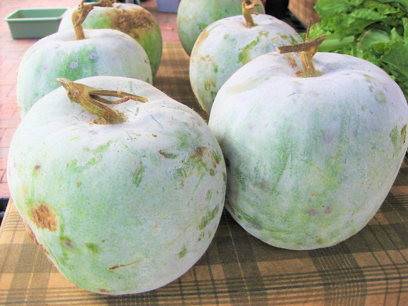 Winter Melon Seeds Ash Wax Gourd Indian White Chinese Dong Etsy