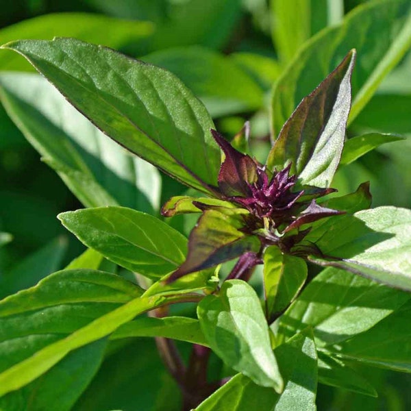 Thai Basil Seeds | USA Asian Herb Bouquet Vietnamese Pho Tropical Heirloom Siam Queen Herbs Garden Seed NonGMO For 2024 Season Fast Shipping