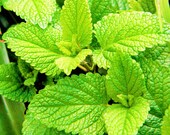 Spearmint Seeds Mentha Spicata Non GMO Heirloom Herb Garden USA Peppermint Spear Mint Mackerol Vegetable Seed For 2021 Fast Shipping