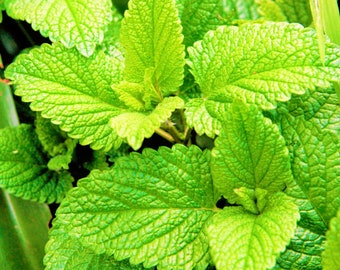Peppermint Mint Seeds Medicinal Herbs Perennial Plant for Planting Non GMO 2500 Seeds