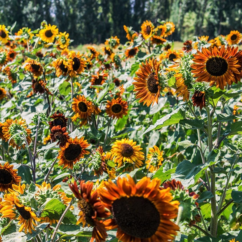 Earthwalker Sunflower Seeds Helianthus Anuus Warm Shades Etsy