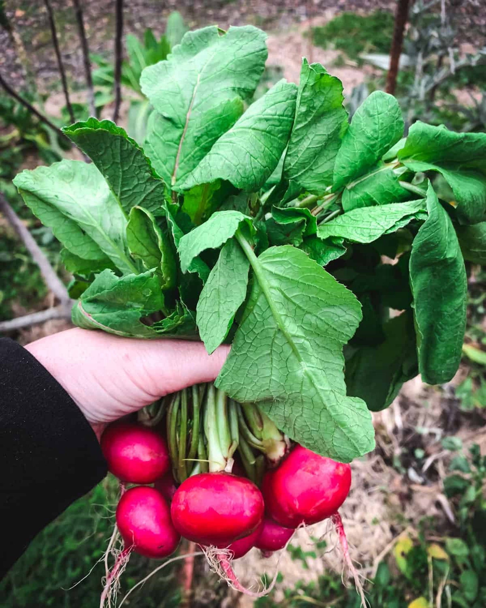 Pink Celebration Radish Seeds Raphanus sativus Hot Pink Skin | Etsy