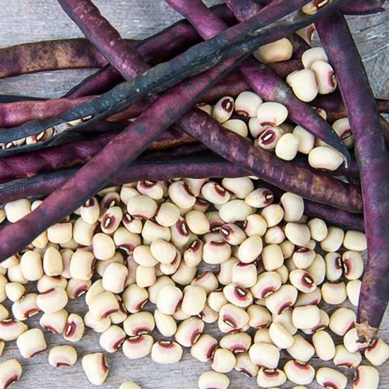 Mississippi Pinkeye II Purplehull Southern Cowpea Seeds Etsy