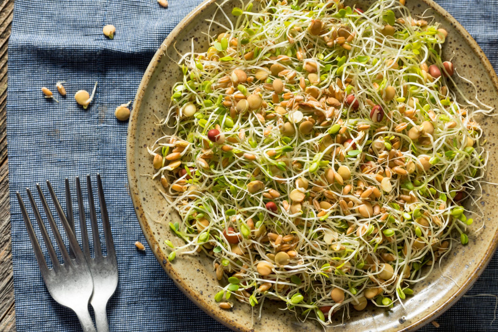 Alfalfa Sprout Seeds USA Vegetable Asian Salad Green Lettuce Etsy