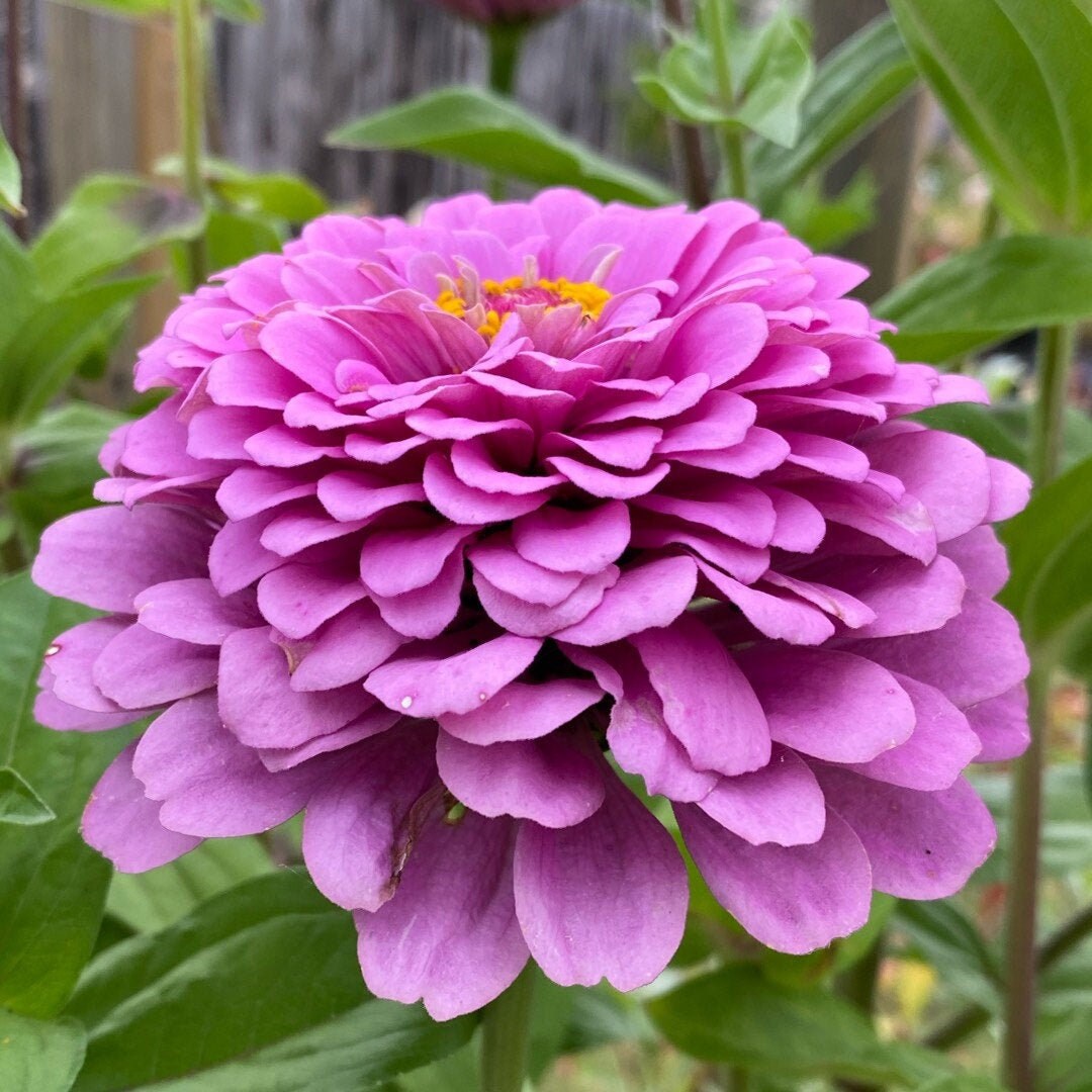 Lavender Zinnia Seeds Non GMO Pollinator Light Purple Etsy UK