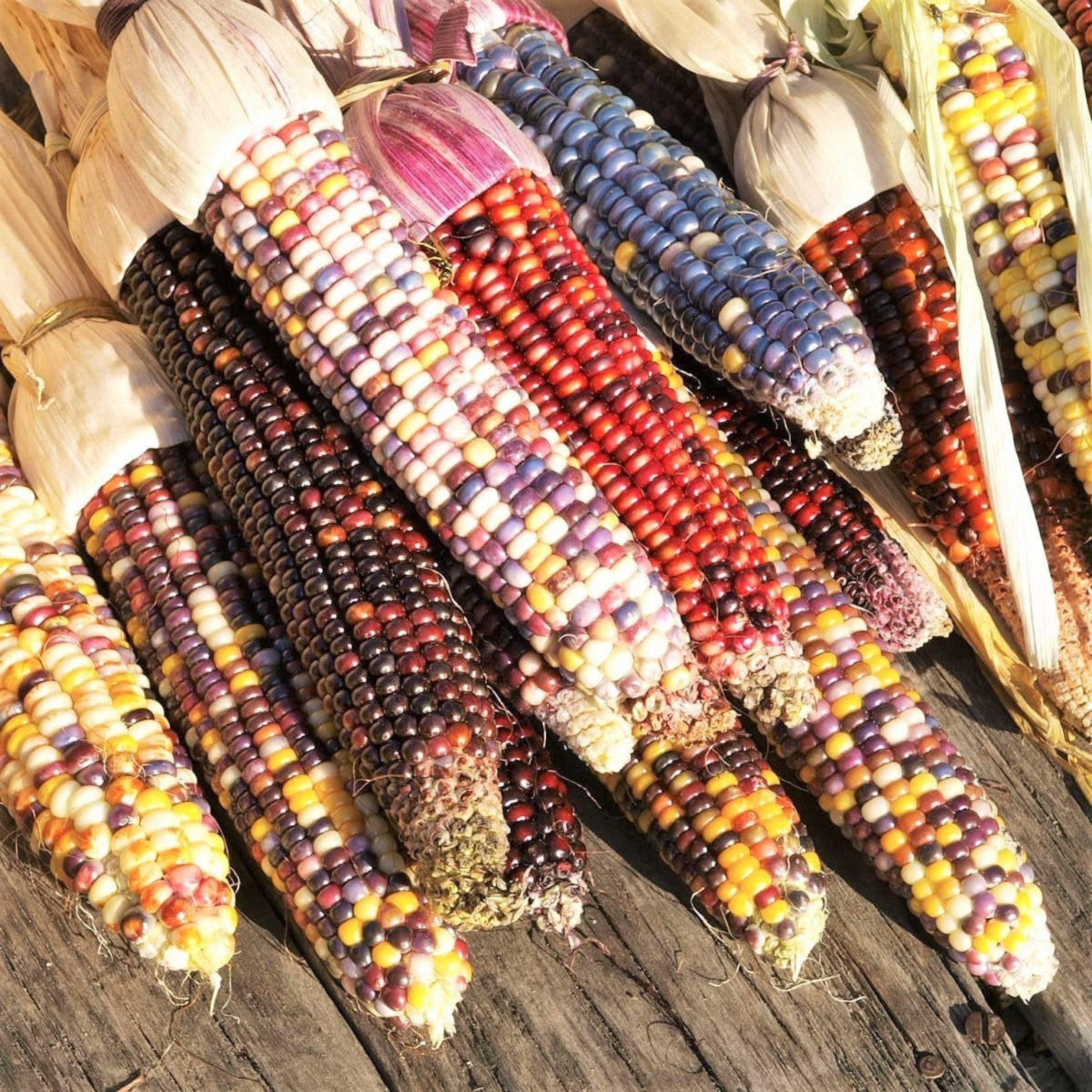 Rainbow Ornamental Corn Seeds Maize Native American Fall Etsy