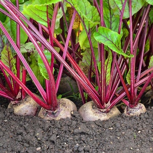 Detroit Dark Red Beet Seeds | Ruby Red Harvard Blood Turnip Mangel Beetroot Garden Cold Hardy Root Vegetable Seed 2024 Season Fast Shipping