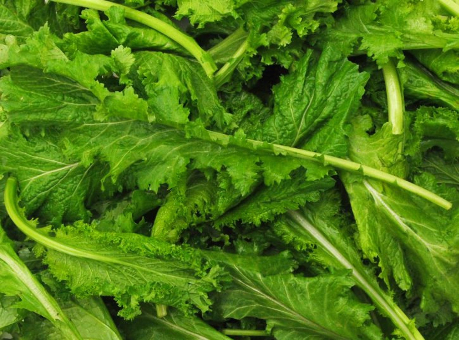Spicy Brown Mustard Greens Seeds USA Garden Lettuce Collards Etsy