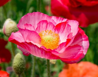 Double Mix Shirley Poppy Seeds | Pink White Red English Field Poppies Double Petalled USA Garden Scatter Flower Seed For 2024 Fast Shipping