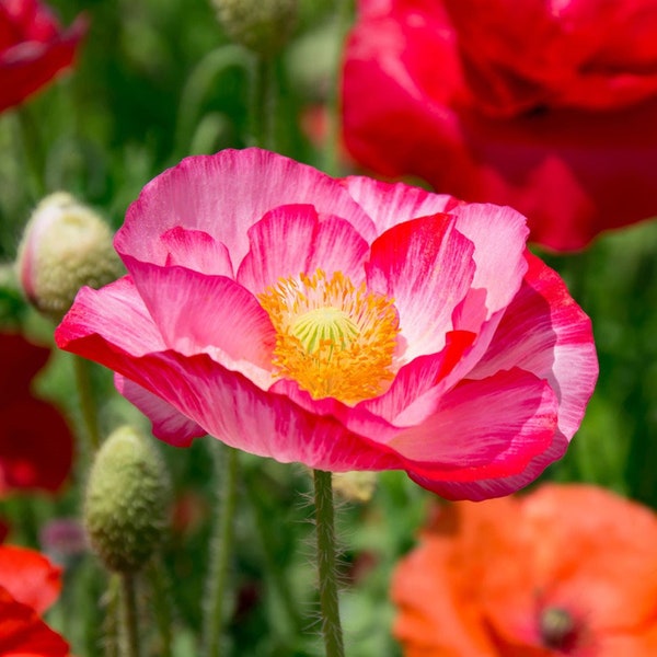 Double Mix Shirley Poppy Seeds | Pink White Red English Field Poppies Double Petalled USA Garden Scatter Flower Seed For 2024 Fast Shipping