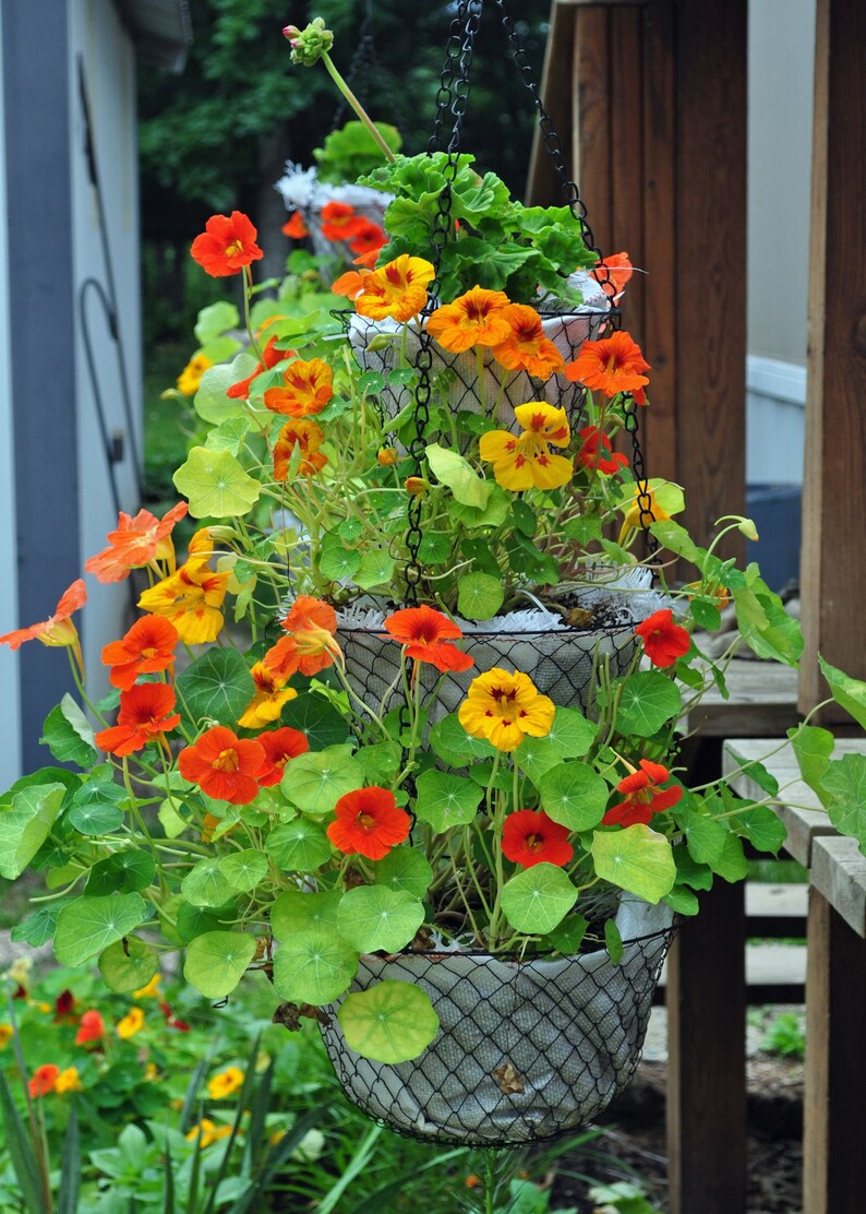 Dwarf Jewel Mix Nasturtium Seeds USA Garden Tropical Etsy