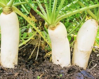 Daikon Radish Seeds | Japanese Winter White Carrot Korean Mu Mooli Oriental Chinese Lo Luobo Asian Vegetable Seed 2024 Season Fast Shipping