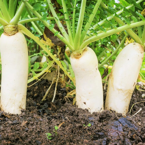 Daikon Radish Seeds | Japanese Winter White Carrot Korean Mu Mooli Oriental Chinese Lo Luobo Asian Vegetable Seed 2024 Season Fast Shipping