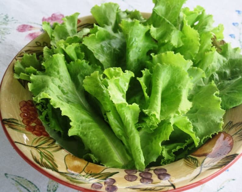 Zwart gezaaide Simpson groene bladslazaden Lactuca Sativa Salade Spinazie Bibb Niet-GMO Tuin Groentezaad 2024 Seizoen Snelle verzending afbeelding 5