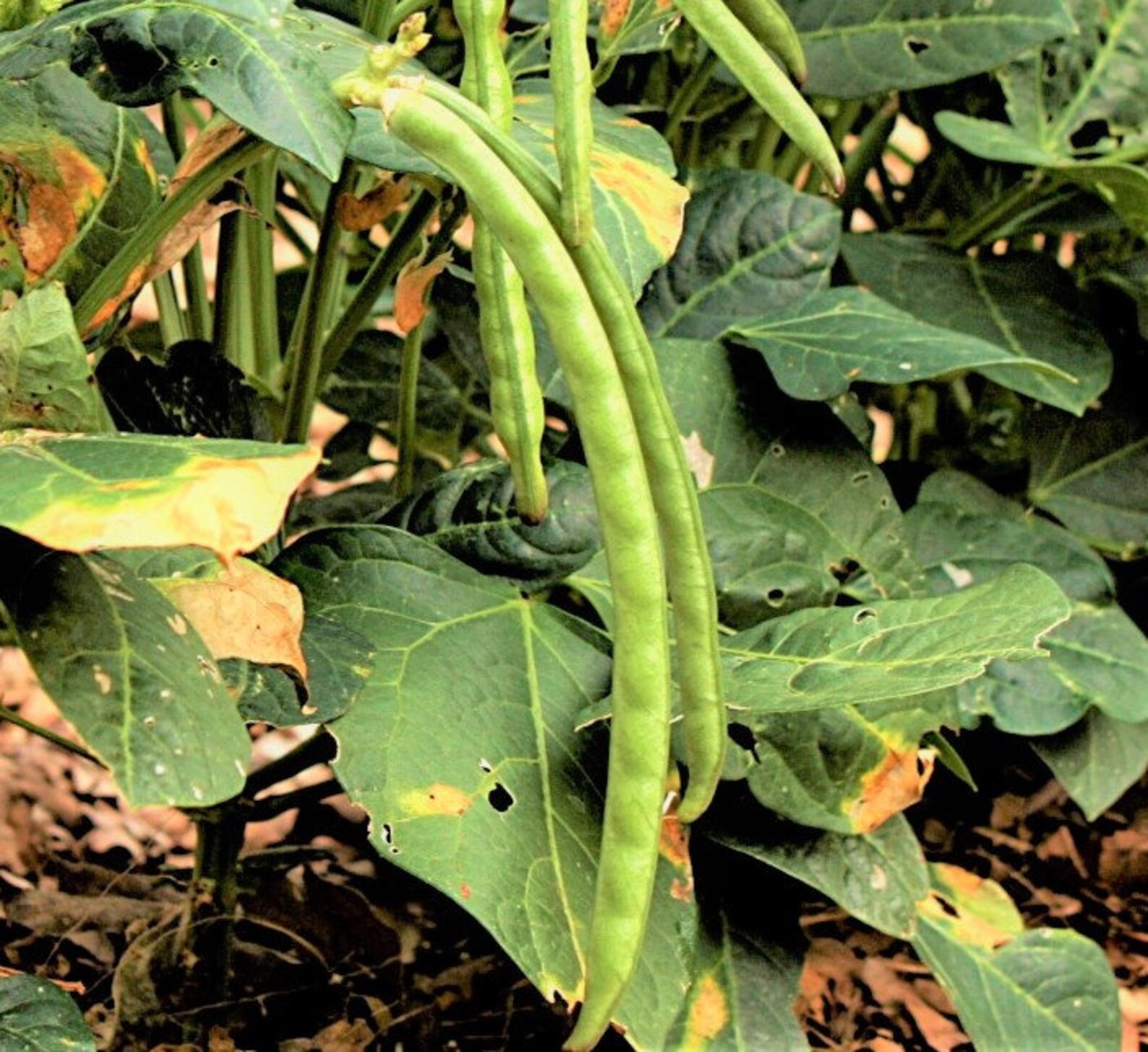 Black Eyed Pea Seeds California Blackeye No.5 Cowpea Non GMO Etsy